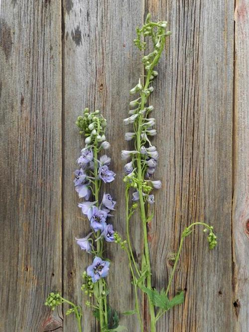 HYBRID  LAVENDER DELPHINIUM